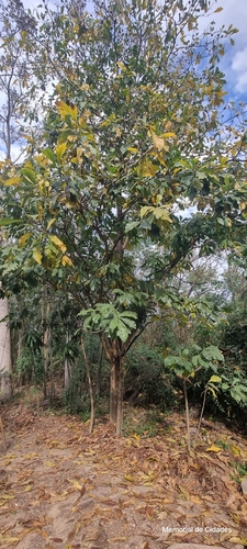 Genipap Tree