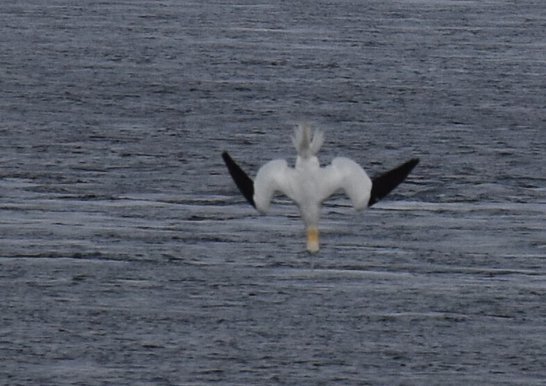 Northern gannet folding its wings in a plunge dive towards the sea