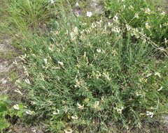 Astragalus albicaulis