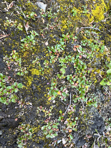 Salix nivalis, photograph 6