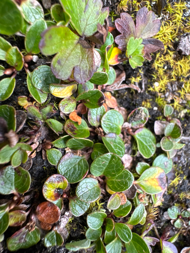 Salix nivalis, photograph 5