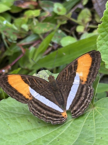 smooth-banded sister