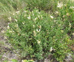 Astragalus albicaulis
