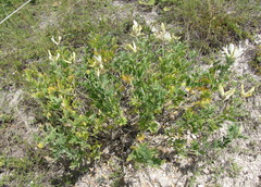 Astragalus albicaulis