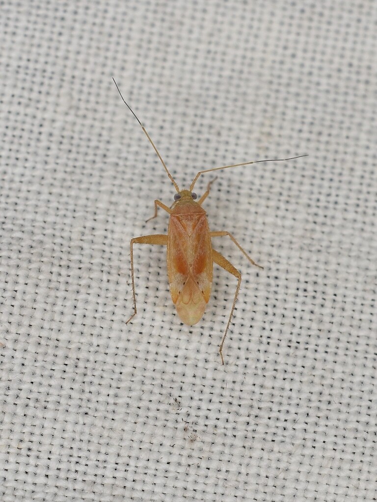 Phytocoris diversus