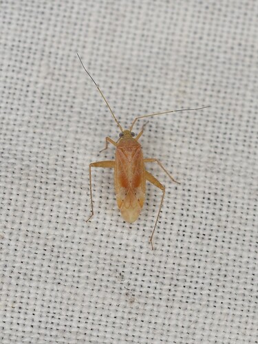 Phytocoris diversus