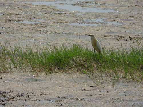 Squacco Heron