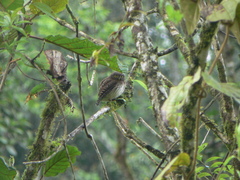 Glaucidium nubicola