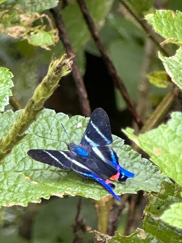 Long-tailed Metalmark