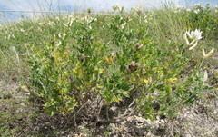 Astragalus albicaulis