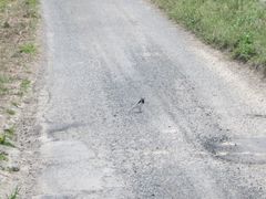 Motacilla alba lugens