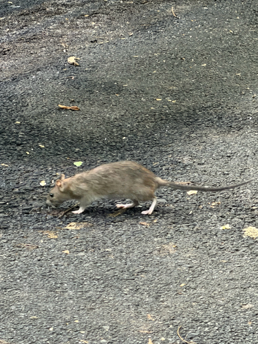 Rat photographed near here on 2026-08-14