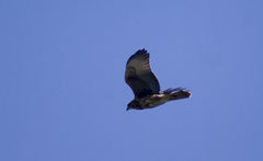 Parabuteo unicinctus