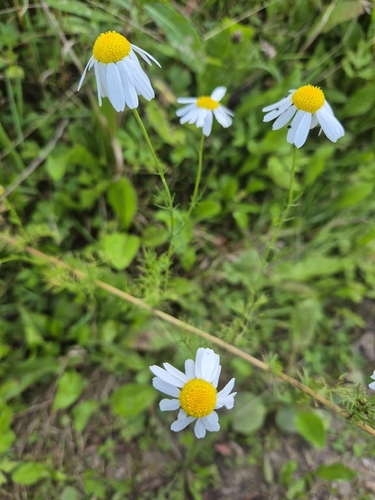 German Chamomile