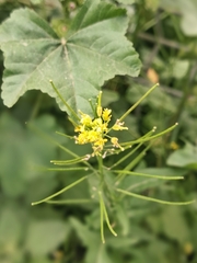 Sisymbrium irio