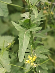Sisymbrium irio, photograph (c) Álvaro Ibaceta R., some rights reserved (CC BY)