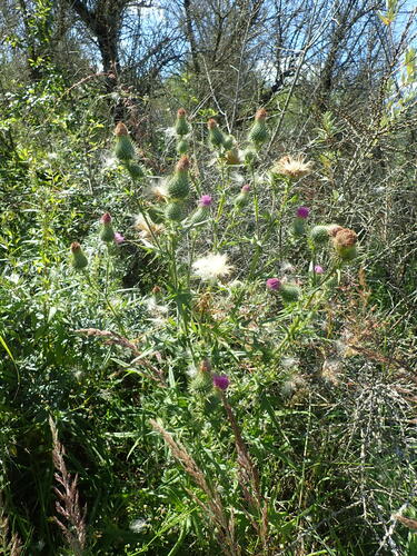 Bull Thistle