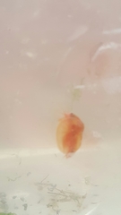 Cyzicus californicus