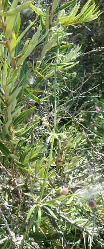 catchweed bedstraw