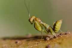 Acontista multicolor