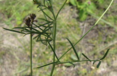 Astragalus austriacus