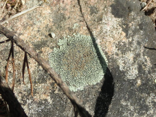 Stonewall Rim Lichen