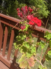 Puccinia pelargonii-zonalis