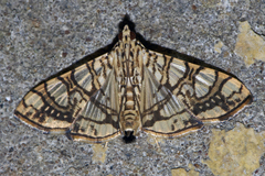 Glyphodes caesalis