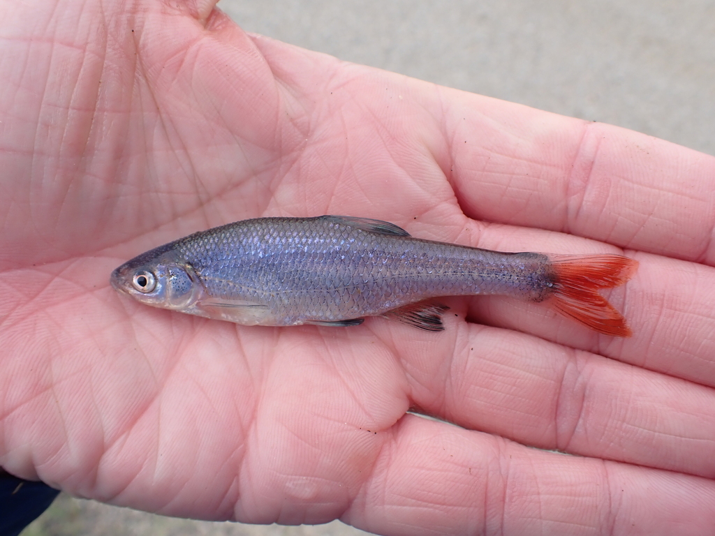 Redfin Shiner