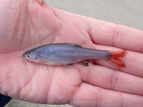 Redfin Shiner