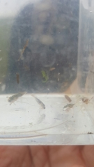 Nepomorpha
