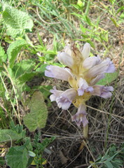 Phelipanche arenaria