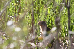 Urocitellus columbianus