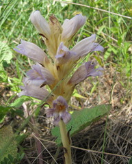 Phelipanche arenaria