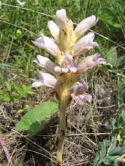 Phelipanche arenaria