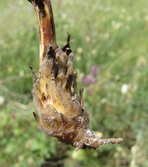 Phelipanche arenaria