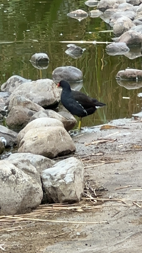 Eurasian Moorhen