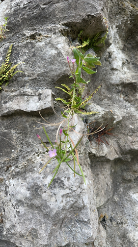 fireweed