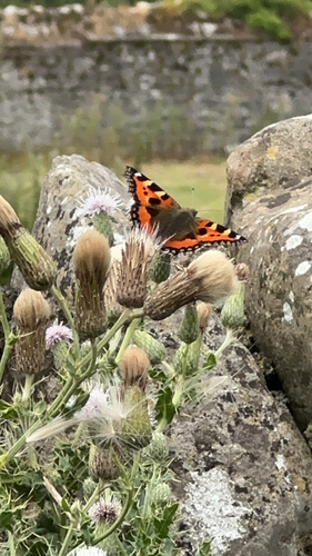 Small Tortoiseshell