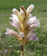 Phelipanche arenaria