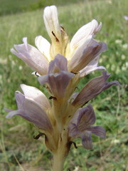 Phelipanche arenaria