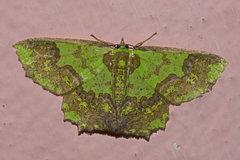 Agathia diversiformis