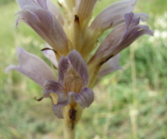 Phelipanche arenaria