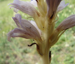 Phelipanche arenaria