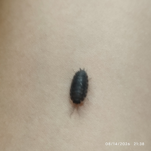 Common Rough Woodlouse