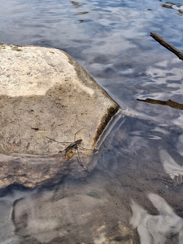 North American Common Water Strider