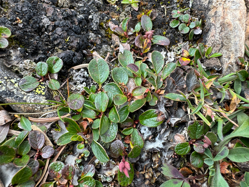 Salix nivalis, photograph 4