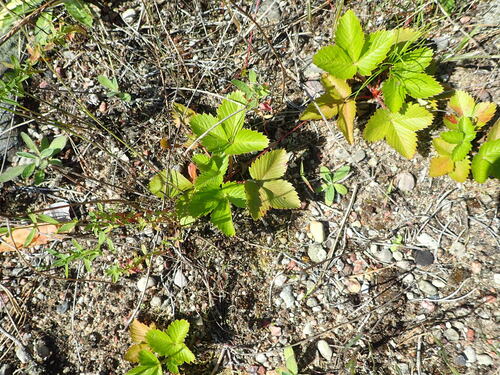 woodland strawberry