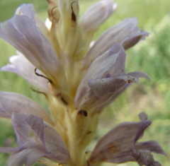 Phelipanche arenaria