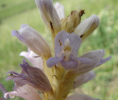 Phelipanche arenaria